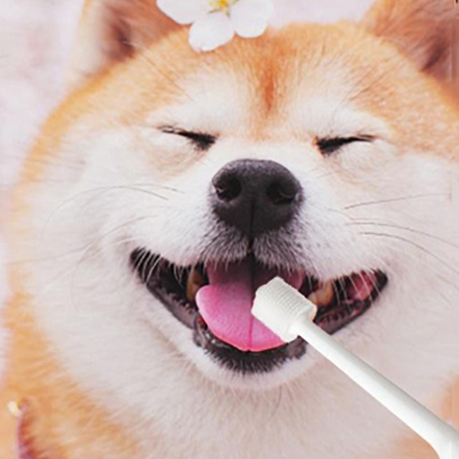 강아지 고양이 입냄새 치석제거 구강케어 원형 360도 실리콘 칫솔 화이트 3P, 단품, 8g, 1세트