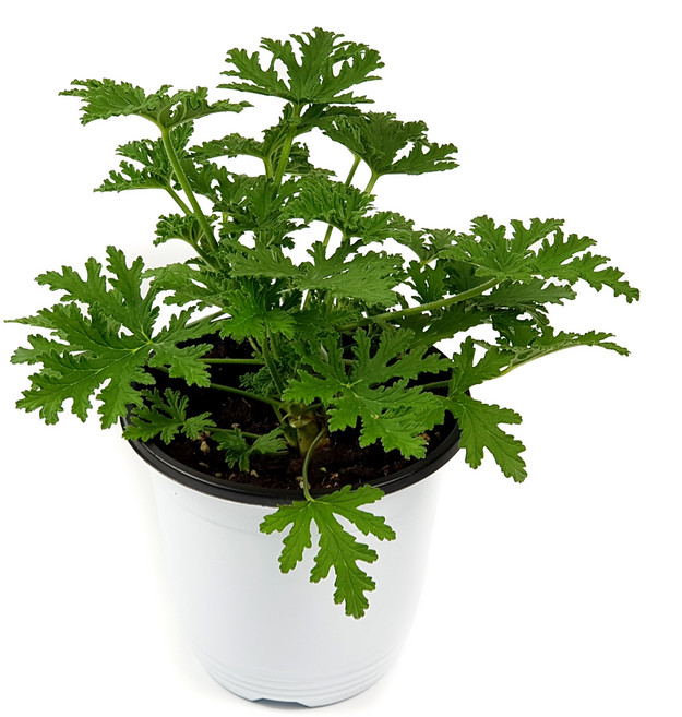 애플민트 허브 모종 화분 식용 키우기 허브식물 생잎, 1개