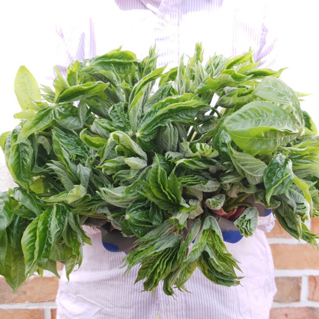 고성엔 강원도 국산 개두릅 엄나무순 자연산, 1박스, 1kg