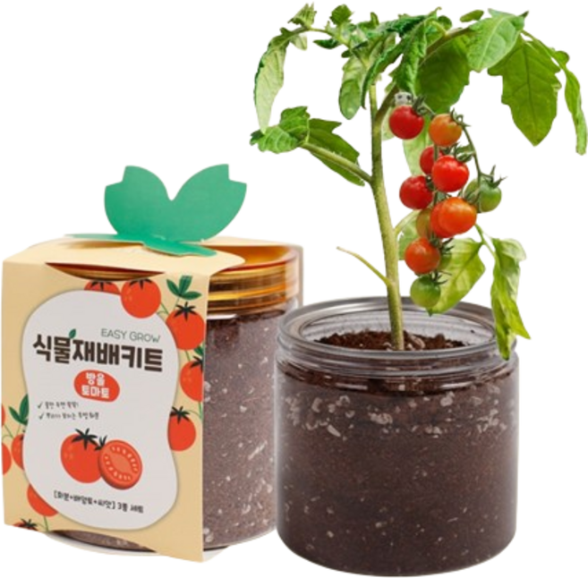 콘티S 식물재배키트 어린이집 유치원 초등학교 텃밭 씨앗 방울토마토 키우기, 1개