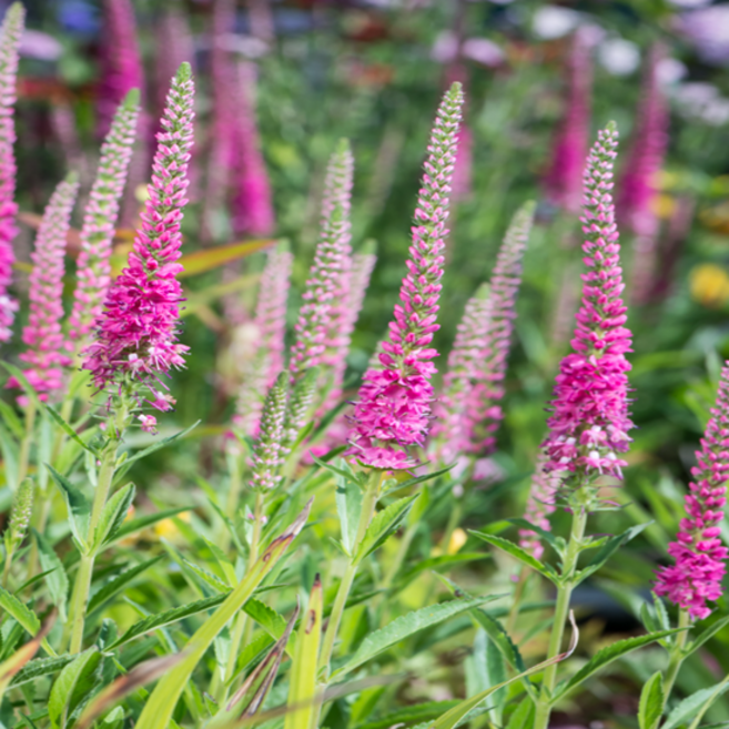 베로니카 '핑크 고블린' [4포트] (복남이네야생화 다년생 핑크꽃이삭), 4개