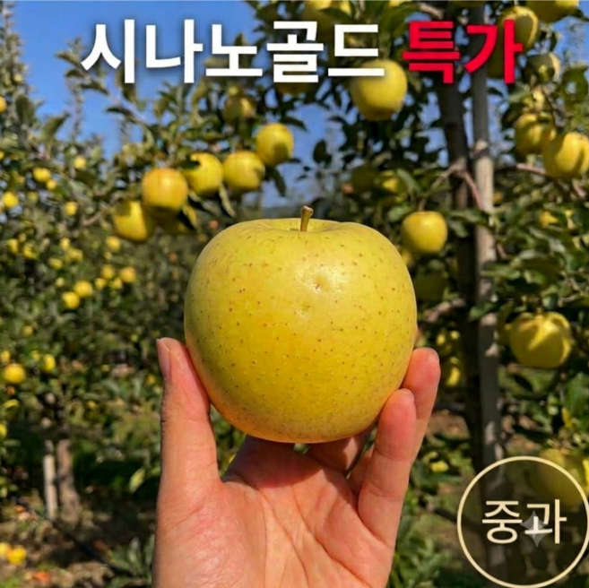 시나노골드 사과 상등급 가정용 중과, 1박스, 2kg 중과