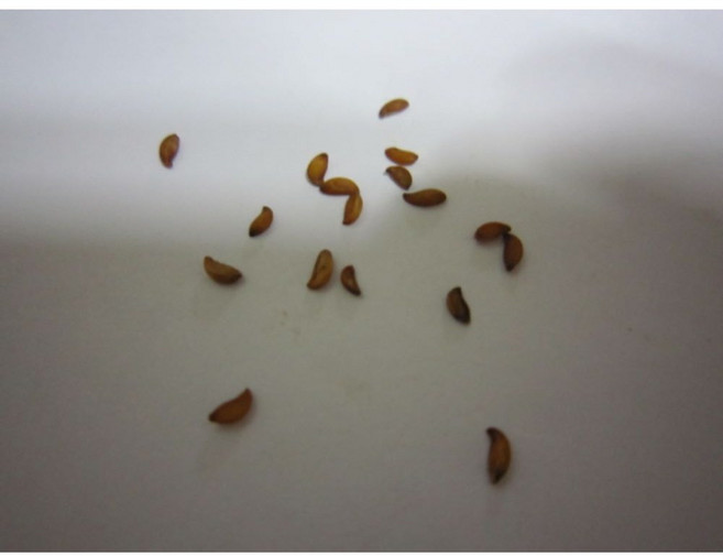 마가목 씨앗 300립, 1개