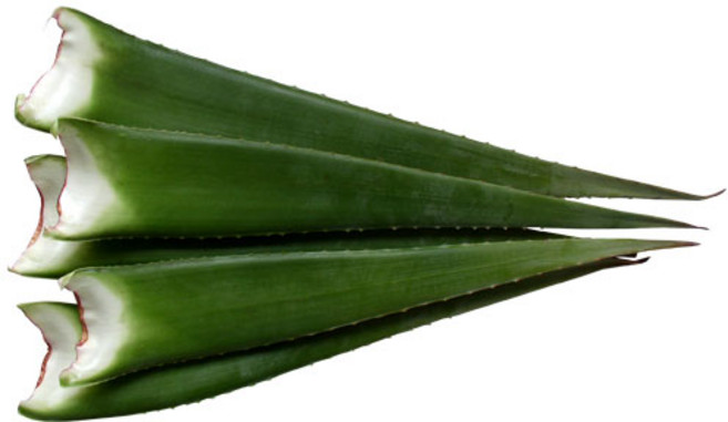 유기농 거제 알로에 베라 생잎 5Kg, 1개