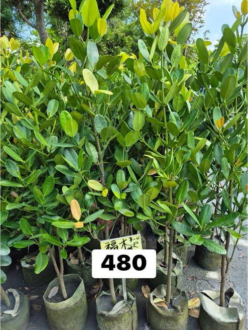 霏霏園藝 福木盆栽 7吋盆 高度約120公分