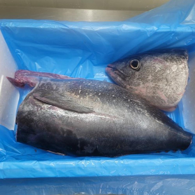 제철 생물 손질 통 참다랑어 4kg 내외 1마리