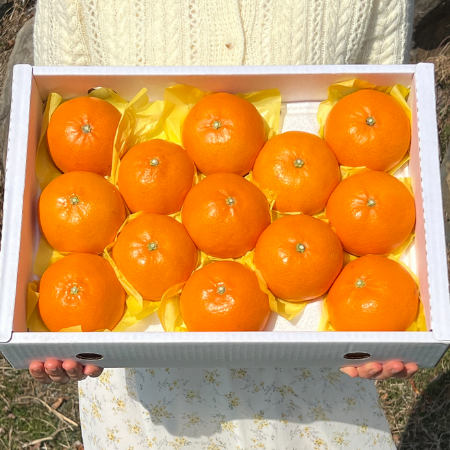 [제주 위미농협] 귤로장생 천혜향 선물세트 제주농협 직발송, 1박스, 선물용 5kg (15~25과 내외)