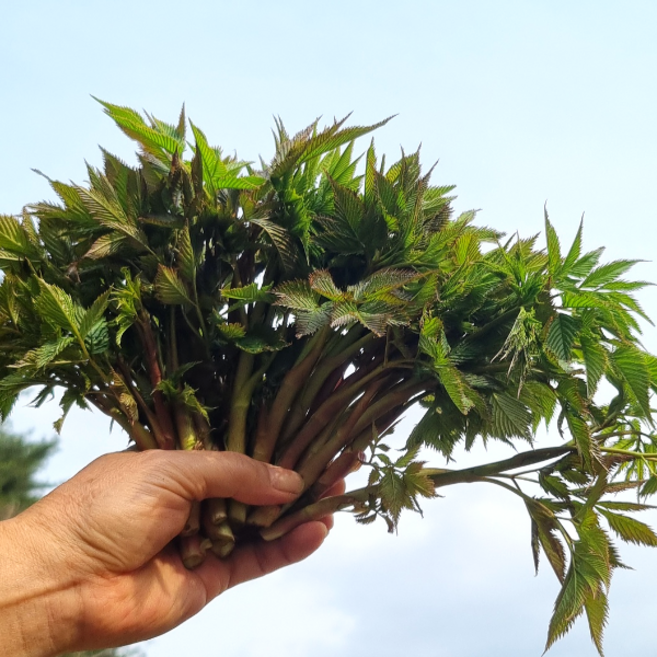 강원도 홍천 생 눈개승마 삼나물 봄나물, 1개, 1kg