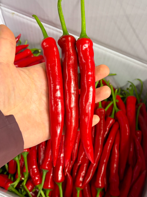 국내산 홍고추 빨간고추 특품, 1개, 1kg