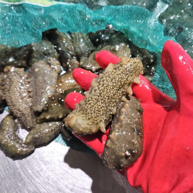 국내산 제철 자연산 활 해삼, 1개, 500g