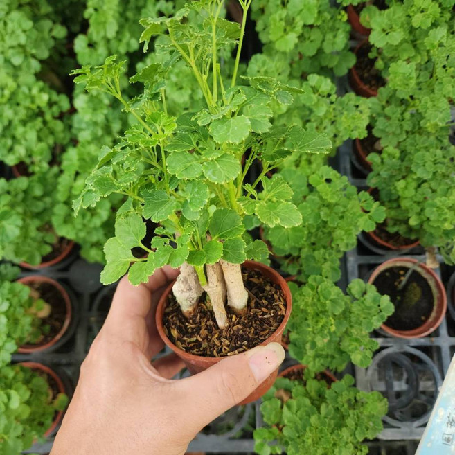 P老闆園藝 芹葉福祿桐 3吋盆, 1個