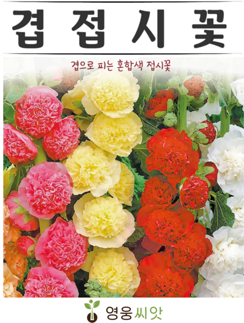 겹접시꽃 차터스 더블 혼합 씨앗(30립) 접시꽃 꽃씨 종묘 종자 씨 영웅 KS, 1개