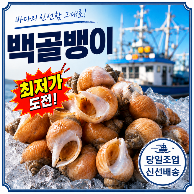 [타임특가] 쫄깃담백 백고동 국내산생물 백골뱅이, 1개, 1kg(50미내외 / 소)