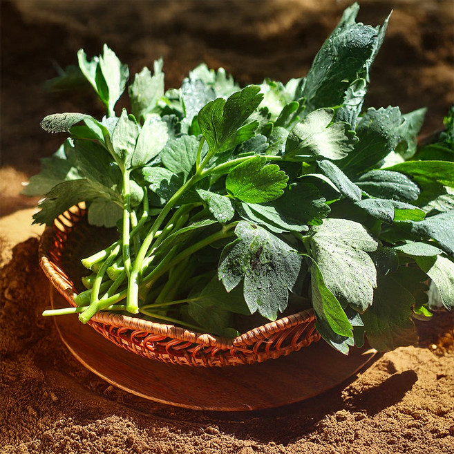 오늘 새벽에 수확한 방풍나물 노지 자연산, 1박스, 3kg