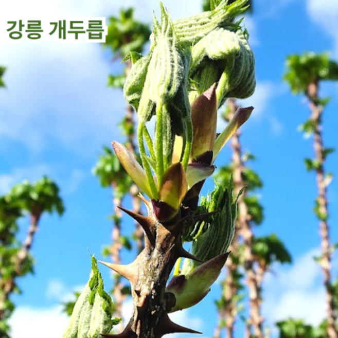 강릉 개두릅 엄나무순 음나무순 봄나물 특상품 산드레팜 산지직송, 1개, 2kg