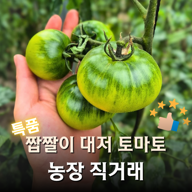 [한정 특가] 아침 수확 & 발송. 특 등급 짭짤이 대저토마토, 1박스, 2.5kg (M/중과/특품)