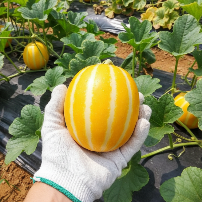 [오픈특가]달큰아삭 고당도 성주참외 자연수정, 1박스, 2kg