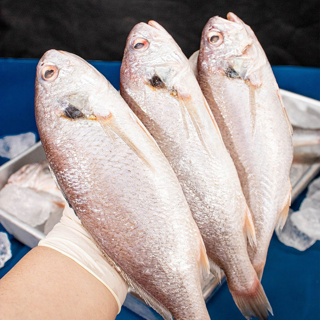 부드럽고 고소한 가성비 최강 황제 백조기, 1박스, 2kg (10-20미 내외)