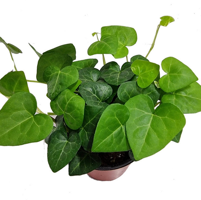 키우기쉬운식물 아이비나무 스킨답서스 행운목 개운죽 풍란 테이블야자 호야 선인장 산호수 율마 천냥금 오렌지자스민 수퍼바 산세베리아 금전수 스파트필럼 스투키 문샤인 남천 고무나무, ., 1개