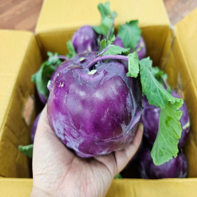 제주 콜라비, 2kg, 1개