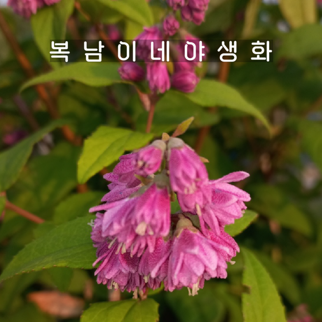 진분홍겹말발도리 [2개 복남이네야생화 모종 만첩빈도리 말발도리 deutzia], 2개