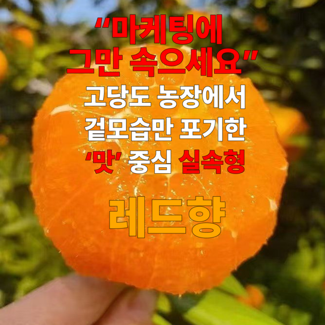 [이번수확분만] 고당도농가 맛중심 실속형 레드향, 1개, 5kg