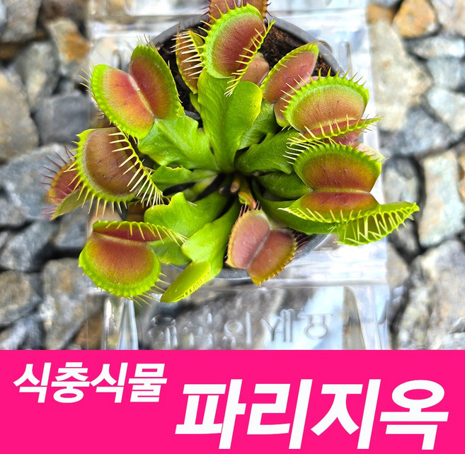 소울라인 파리지옥 모종 식충식물 미니화분 초보자 키우기 반려식물, 1개