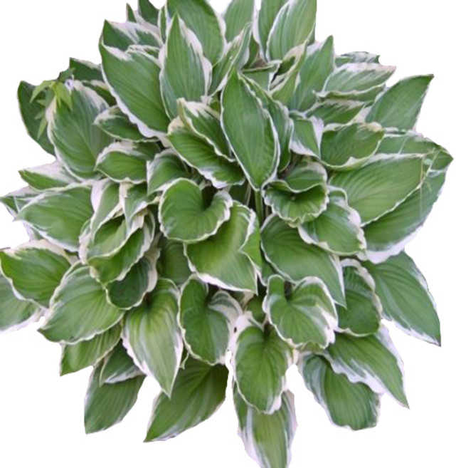 골드씨드 무늬비비추 4치포트 야생화 꽃피는야생화 지피식물 셀프조경 전원주택조경 마당꾸미기 마당조경 화단꾸미기 화단조경 카페꾸미기 카페조경 실외조경, 1개