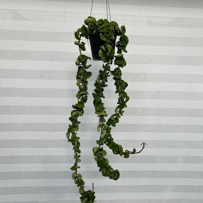 [다은꽃농원]꼬불꼬불 리본호야 꽃피는 호야 키우기쉬운 실내공기정화식물 행잉 인테리어, 1개