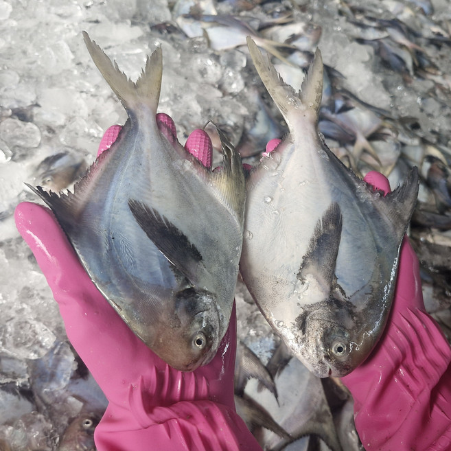 남해안 병어 생물 정품, 1박스, 2kg (16미 내외)