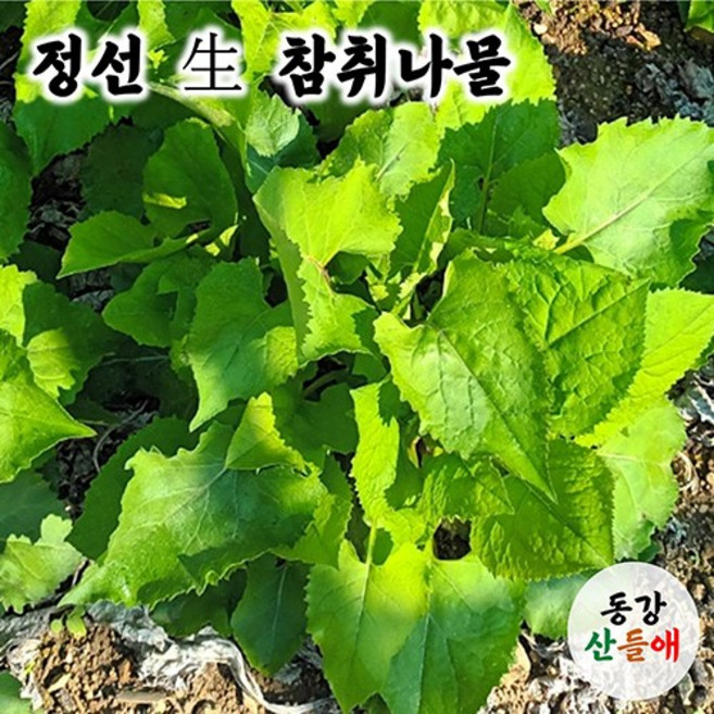 강원도 정선 진짜 참취나물 생취나물 1kg 2kg 4kg 산지직송 제철 산취나물 봄나물, 1개