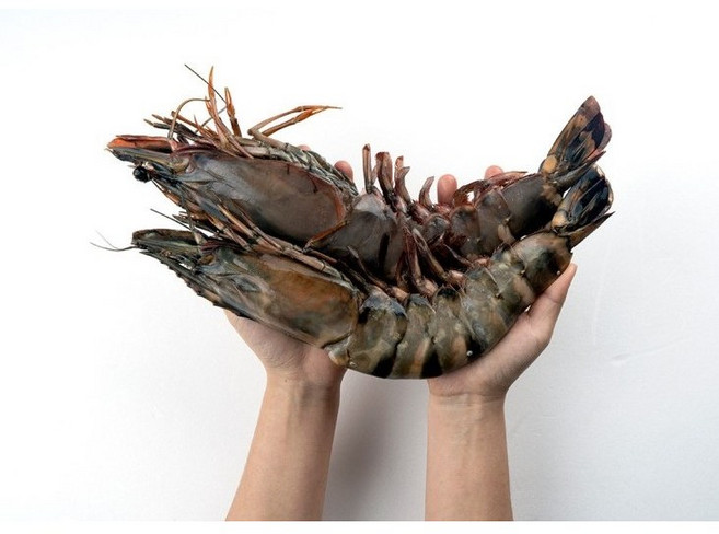 블루씨푸드 압도적인 크기와 맛으로 승부하는 킹타이거 새우 (특대 왕특대), 4개, 특대 32센치(230-290g)