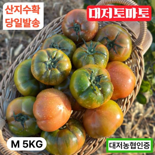 [당일새벽배송] 대저토마토 짭짤이 대저농협인증 산지직송, 1박스, M(중과) 5kg