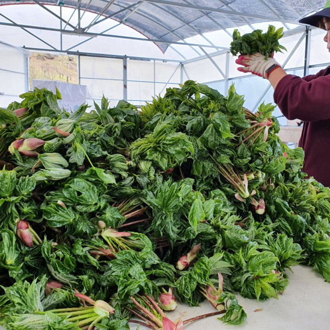 햇 엄나무순 옻순 1kg 2kg 봄나물, 1박스, 엄나무순1kg