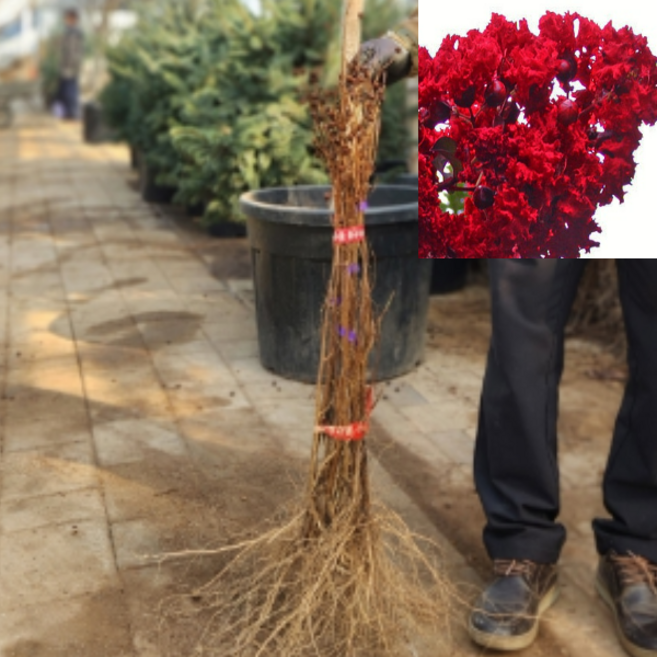 신품종배롱나무(다이너마이트) 삽목2년 3그루 dm25