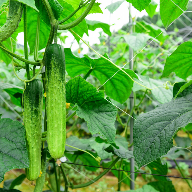 산지직송 백오이 아삭신선 백다다기 오이 당일수확, 1박스, 백오이5kg