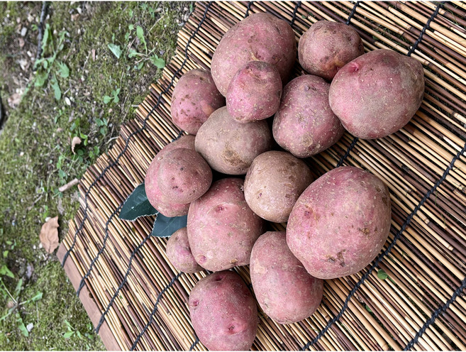[출하기념-선착순 100명 한정특가!] 국내산 카스테라 홍감자 적감자 빨간감자 2kg 3kg 5kg, 1개, 홍감자(대)1kg