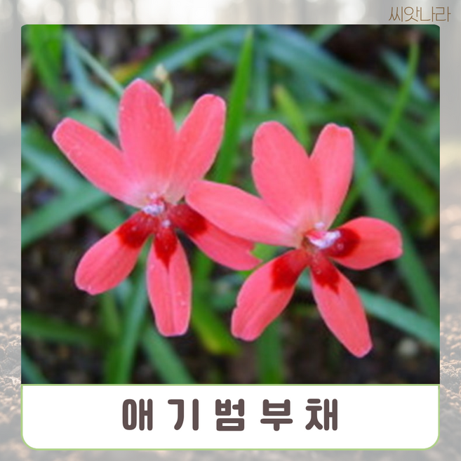 애기범부채 혼합씨앗 25립 야생화 희귀 꽃씨 나라 pur+39113FV