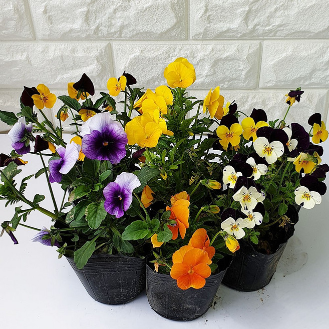 장미농원 비올라 식용꽃모종 (색랜덤), 1개