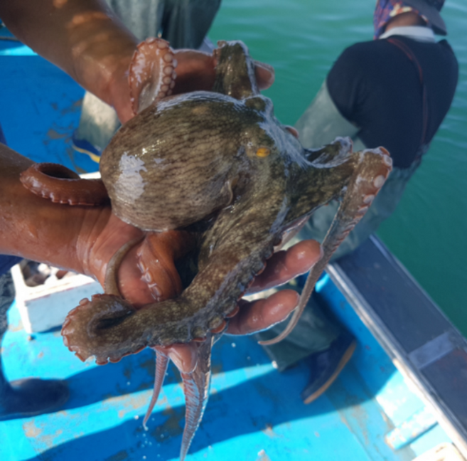 [당일조업] 여수 오늘 잡은 생물 문어 자연산 돌문어 1kg 2kg 당일발송 산지직송, 1개, 돌문어 2kg (2~8미)