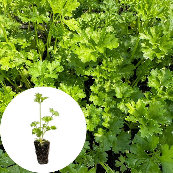 새마을총각 파슬리모종, 2개