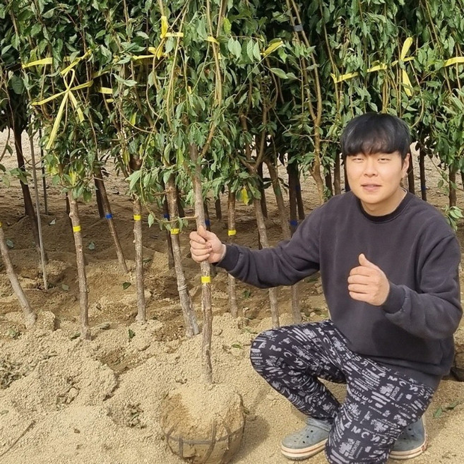 자두나무 묘목 썸머뷰트 3년 분묘, 대왕자두 3년분묘