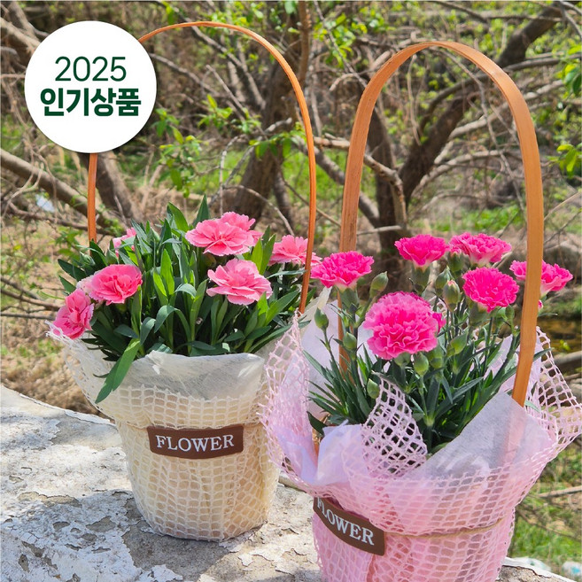 아비가든 카네이션 생화 선물세트 (특상품) 포장박스 핸들박스 어버이날 스승의날, 플라워바구니 카네이션 세트, 1개