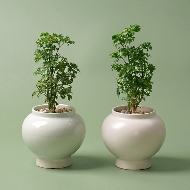 달항아리 화분 38종 식물 분갈이 완제품 인테리어 도자기 화분 행운 재물운 복, 달항아리 아이보리, 파슬리 폴리셔스