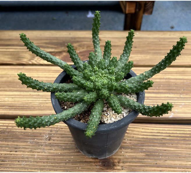 핑크 웨스트레인보우 중품 다육이 초보자용 아프리카식물 도매화원 식테크1-89, 1개, 1개, 다색