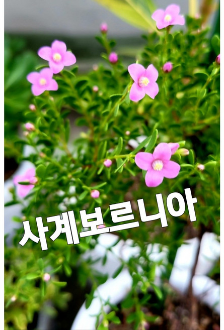 사계보르니아 중품/겨울에도 꽃을 팡팡 터트려주는 보로니아, 1개