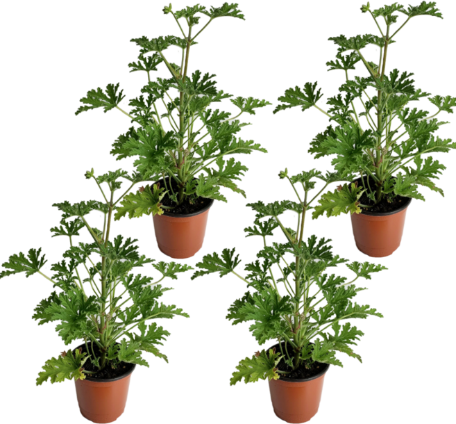 구문초 모기퇴치 벌레잡이 공기정화 허브 식물 대성식물, 4개, 단일
