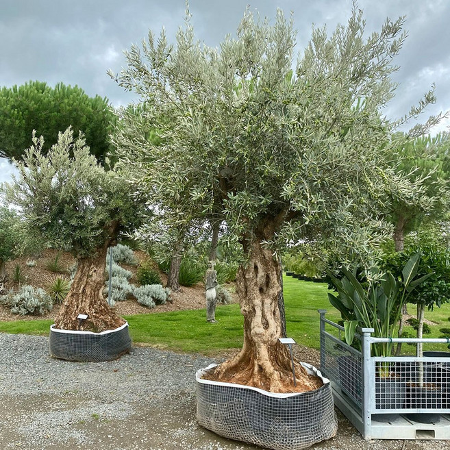 올리브 80cm 전후 나무 묘목 스탠다드 독립수형, 1개, 올리브 H0.8 전후