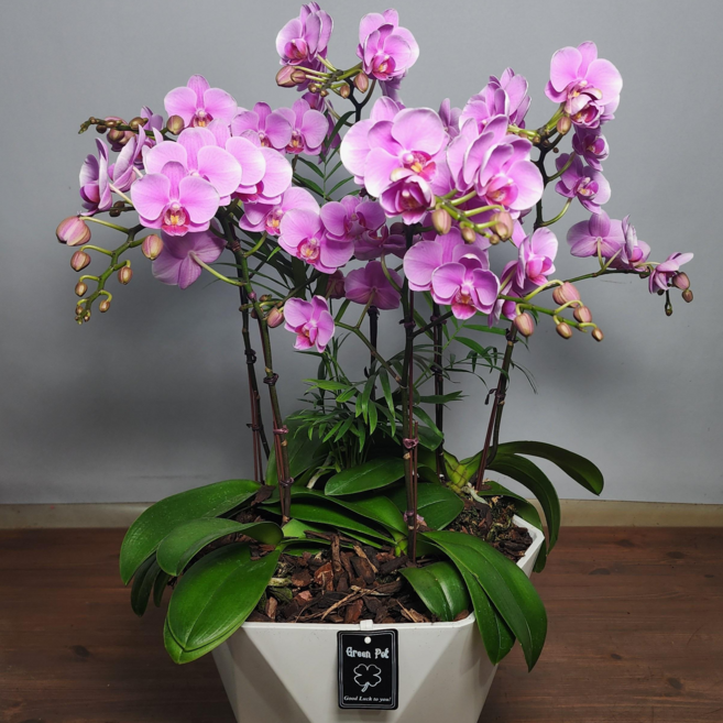 세종서양난 호접난 만천홍 전국당일배송 승진 영전 개업 난화분 선물 소형 중형 대형 탁상용, 1개, 9.핑크_중형