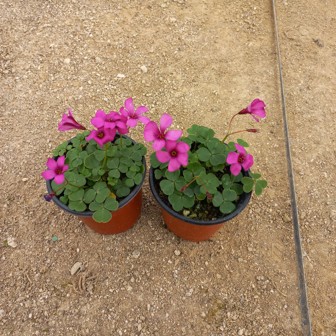 사랑초-코스모스2개묶음